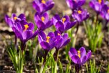 Crocus vernus. Цветки. Санкт-Петербург, Ботанический сад Петра Великого, северный двор, цветник. 30.03.2025.