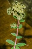 Hylotelephium ruprechtii