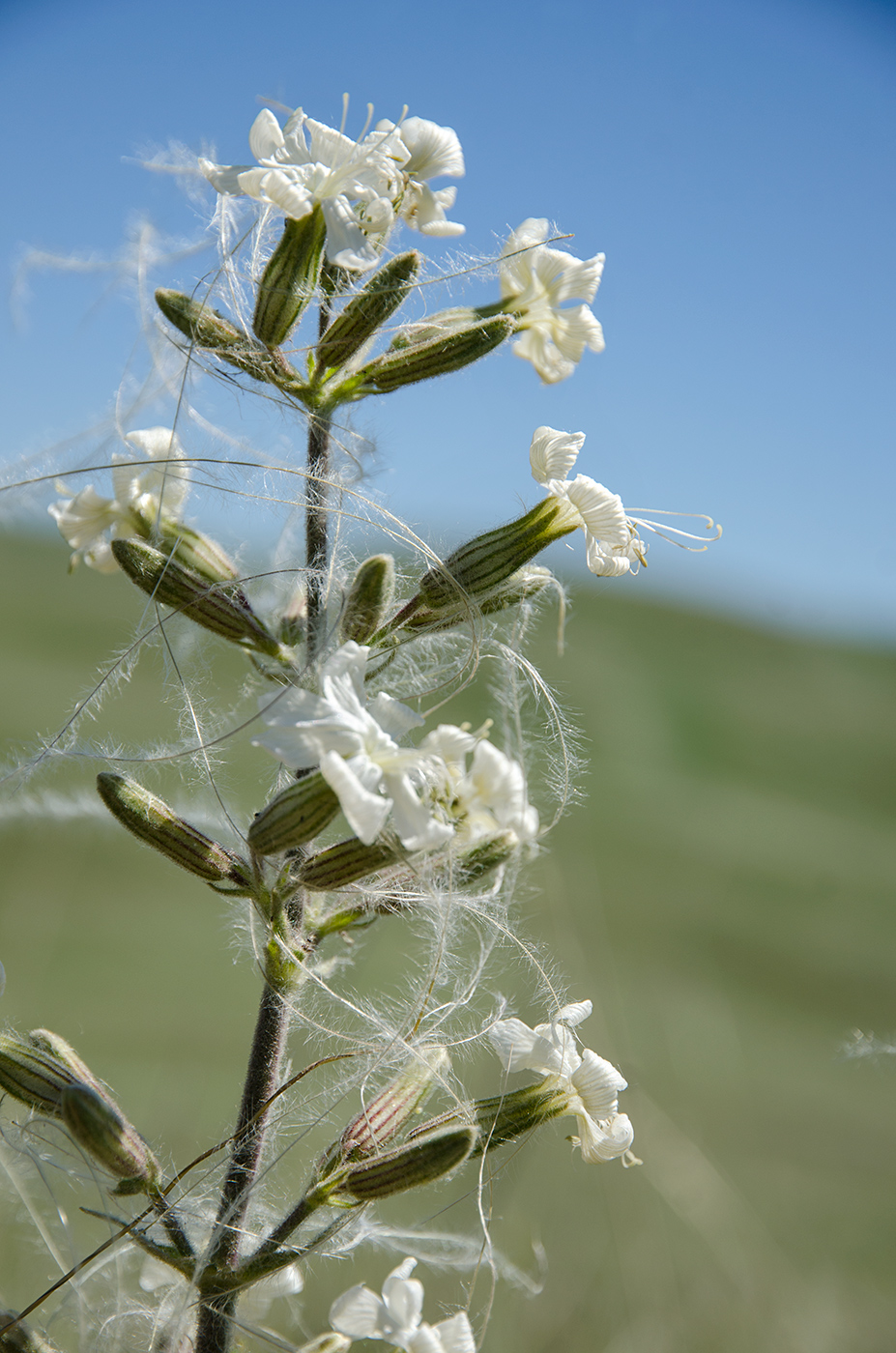 Изображение особи Silene viscosa.