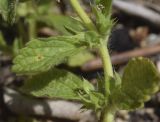 Sideritis romana. Часть растения с формирующимися плодами. Испания, Каталония, пров. Жирона, комарка Баш Эмпорда, муниципалитет Санта-Кристина-де-Аро, окр. н.п. Романья-де-ла-Сельва, опушка разреженного дубового (Quercus suber) леса, задернованная трещина в обнажениях пород. 27.04.2025.
