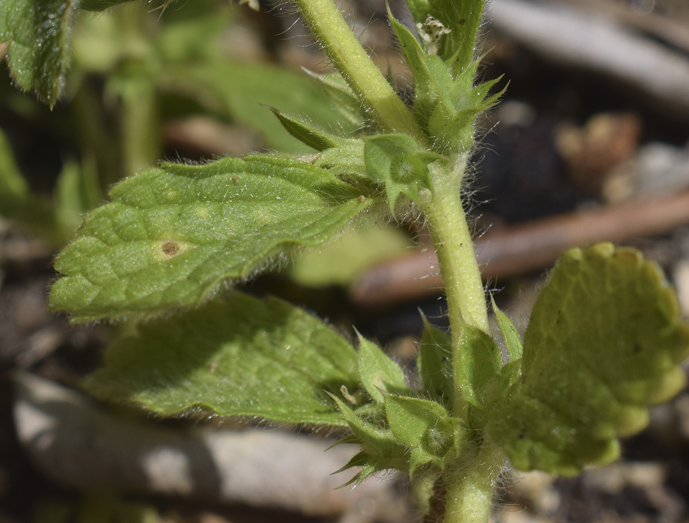 Image of Sideritis romana specimen.