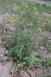Sisymbrium altissimum