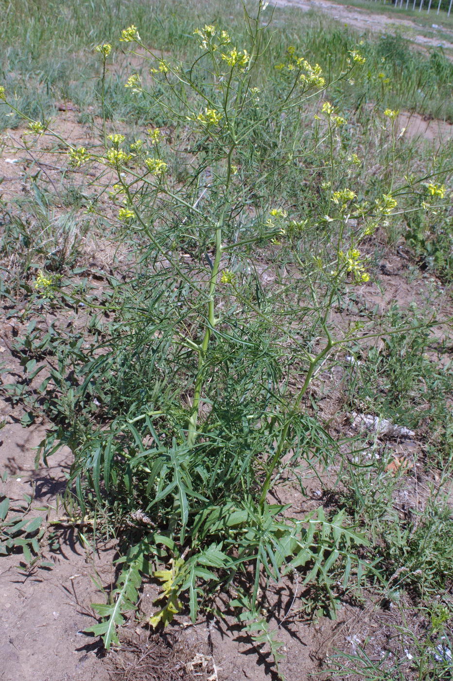 Image of Sisymbrium altissimum specimen.