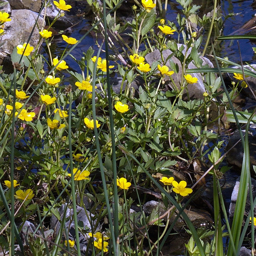 Image of Ranunculus repens specimen.