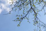 Betula czerepanovii. Верхушки веток с распускающимися молодыми листьями. Мурманск, Октябрьский р-н, окр. оз. Среднее, смешанный лес с доминированием Betula. 31.05.2025.