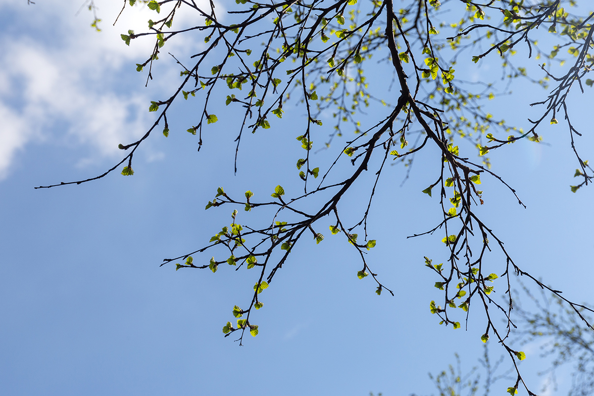 Изображение особи Betula czerepanovii.