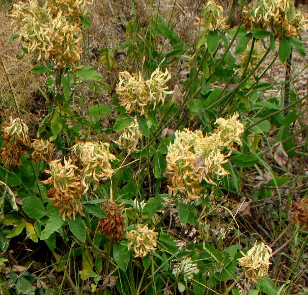 Изображение особи Trifolium canescens.