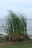 Typha angustifolia. Вегетирующее растение. Ленинградская обл., Ломоносовский р-н, окр. Шепелёвского маяка; п-ов Каравалдай (вост. побережье), берег Финского залива, заваленный водорослями каменисто-песчаный пляж. 28.06.2025.
