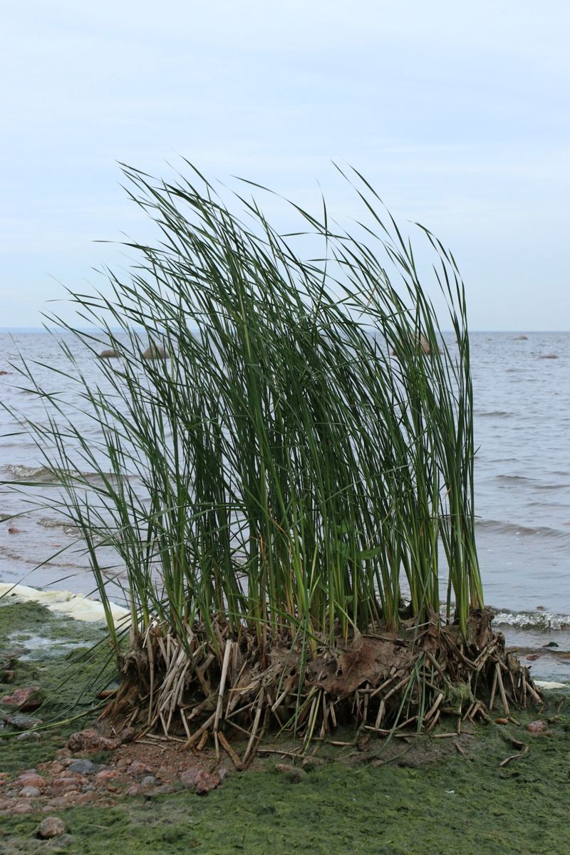 Image of Typha angustifolia specimen.