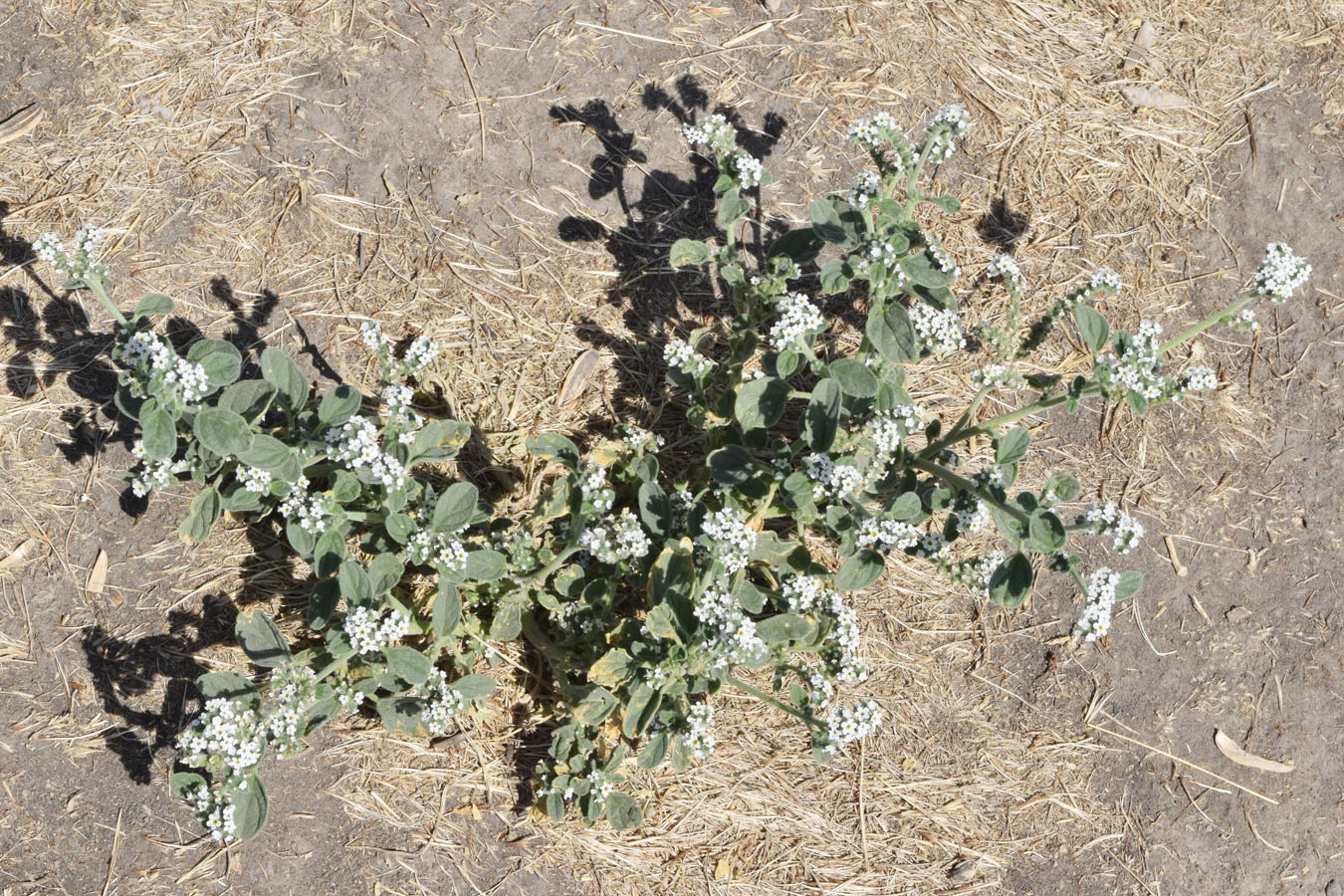 Изображение особи Heliotropium ellipticum.