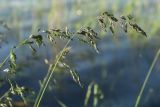 Poa pratensis. Соцветие. Беларусь, Витебская обл., пос. Езерище, дендрарий Езерищеского лесничества, берег озера, разнотравно-злаковый луг на глинистой почве. 03.06.2025.