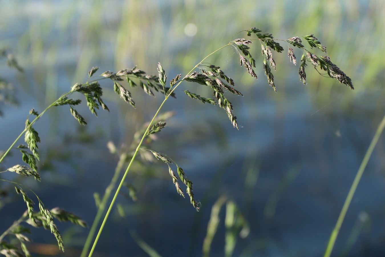 Изображение особи Poa pratensis.