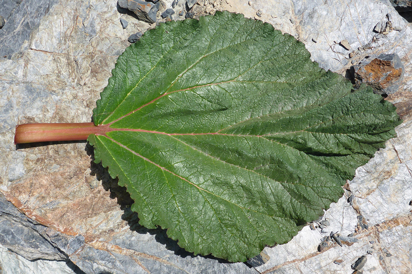 Image of Rheum spiciforme specimen.
