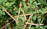 Lathyrus latifolius. Часть побега со створками плодов и створка с семенем. Узбекистан, г. Ташкент, Ботанический сад им. Ф.Н. Русанова, в культуре. 04.08.2025.