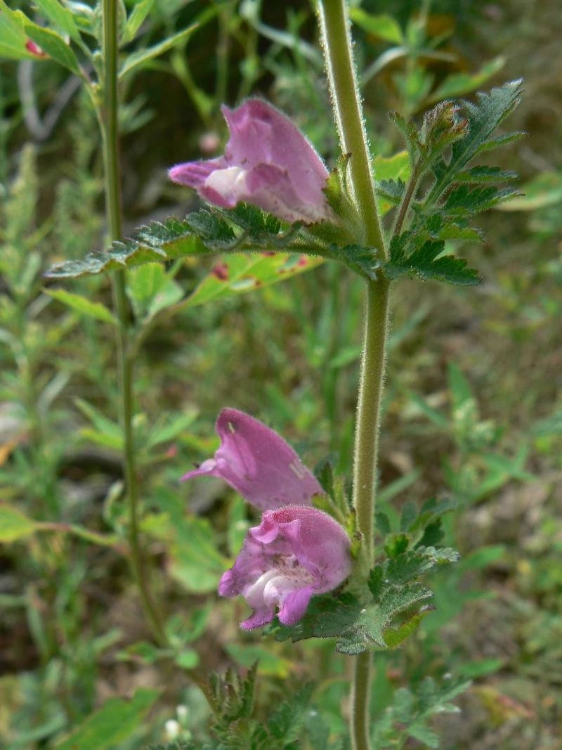 Image of Phtheirospermum chinense specimen.
