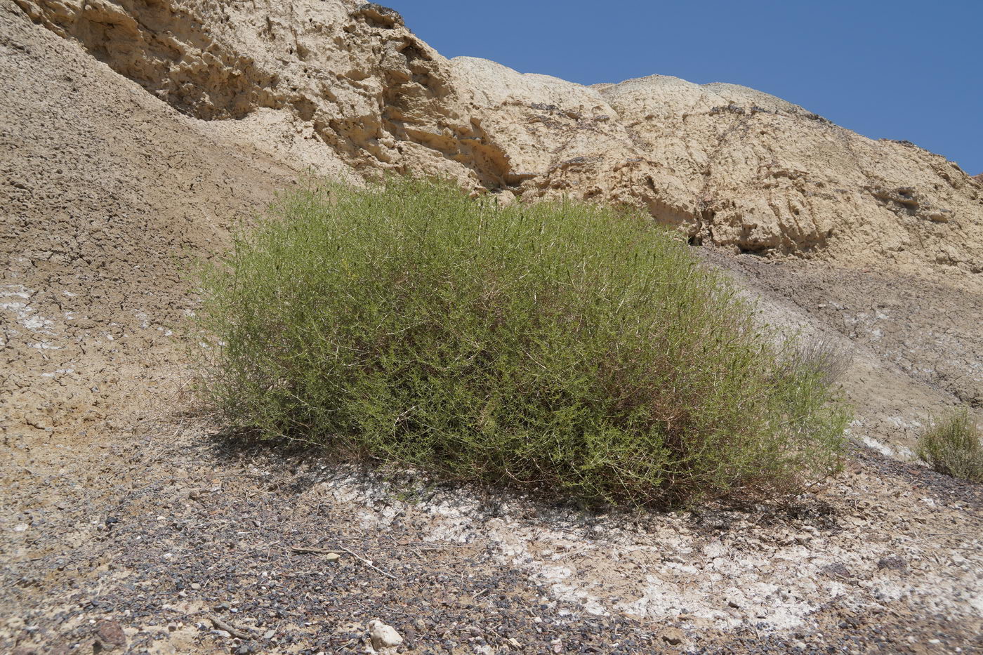 Image of familia Chenopodiaceae specimen.