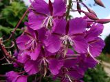 Chamaenerion angustifolium. Цветки. Хабаровский край, окр. г. Комсомольск-на-Амуре, обочина грунтовой дороги. 12.08.2025.