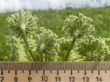 Agasyllis latifolia. Соцветия-зонтички. Карачаево-Черкесия, Зеленчукский р-н, гора Джангур, ≈ 1500 м н.у.м., сниженный субальпийский луг. 04.06.2025.
