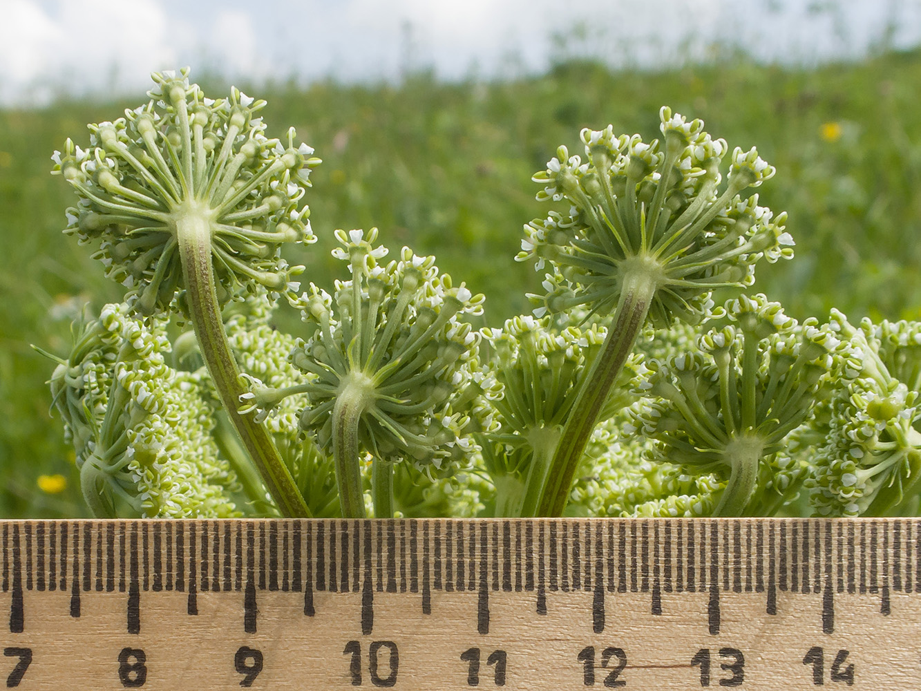 Изображение особи Agasyllis latifolia.