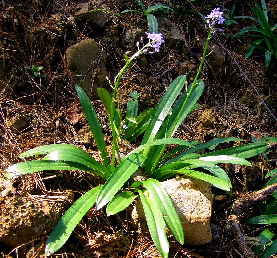 Изображение особи Scilla lilio-hyacinthus.
