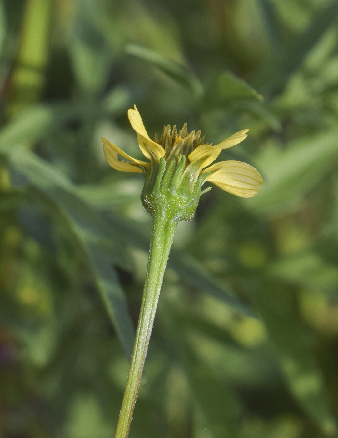 Image of Bidens subalternans specimen.