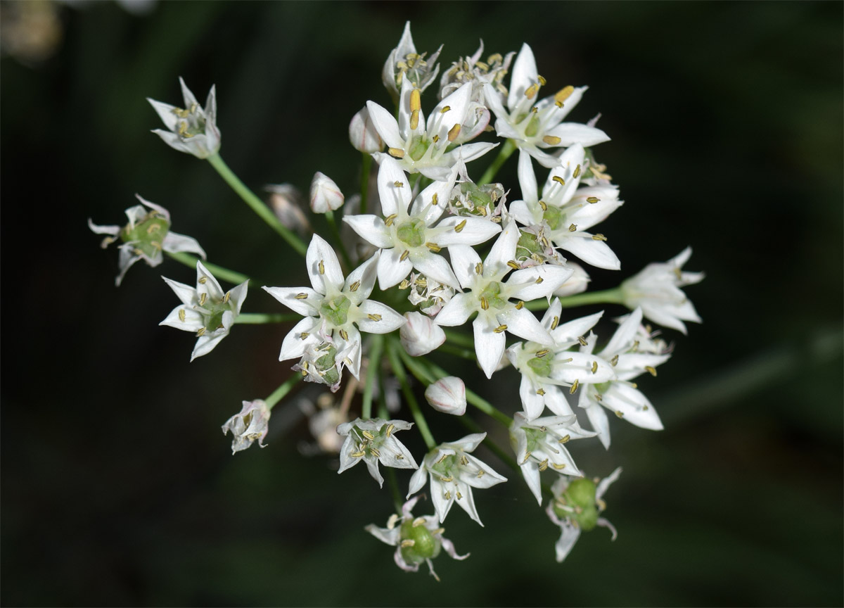 Image of Allium ramosum specimen.