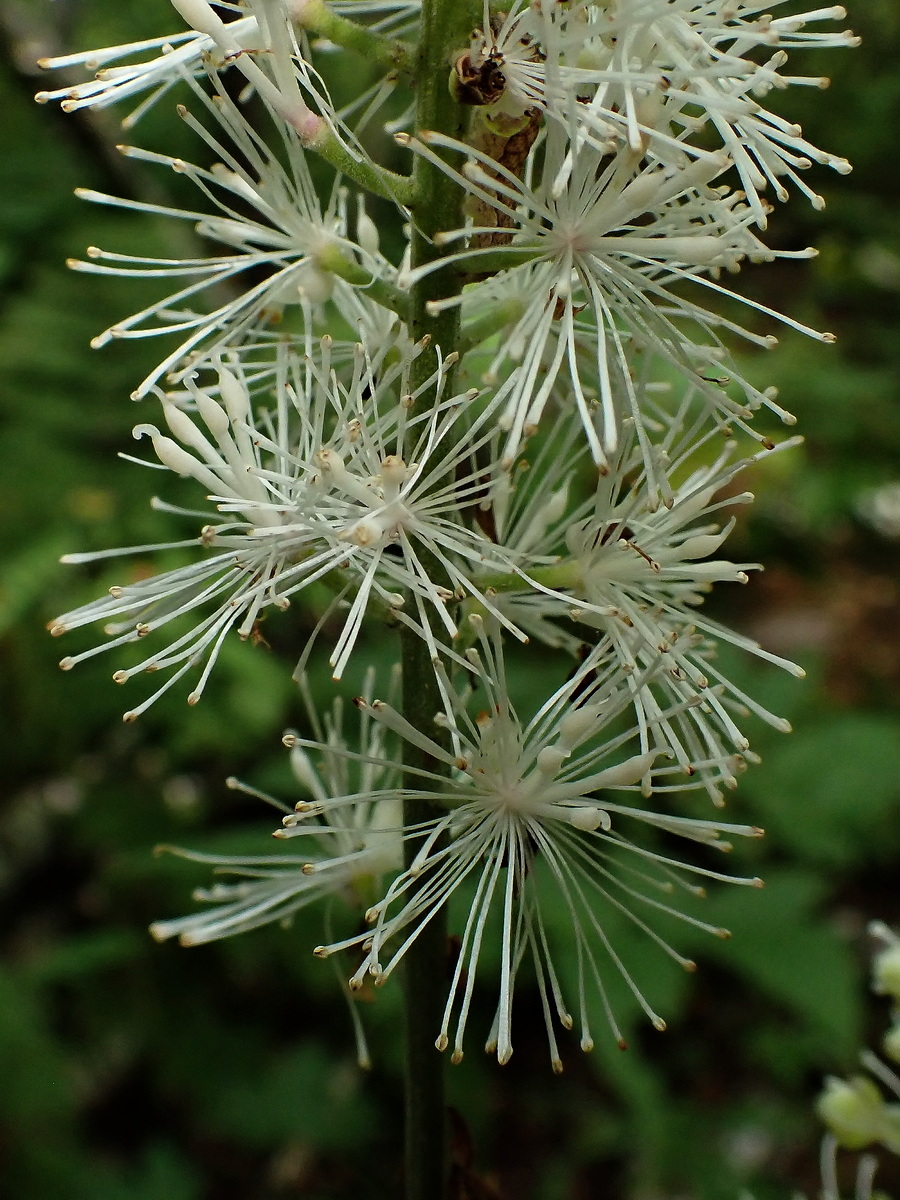 Image of Cimicifuga simplex specimen.