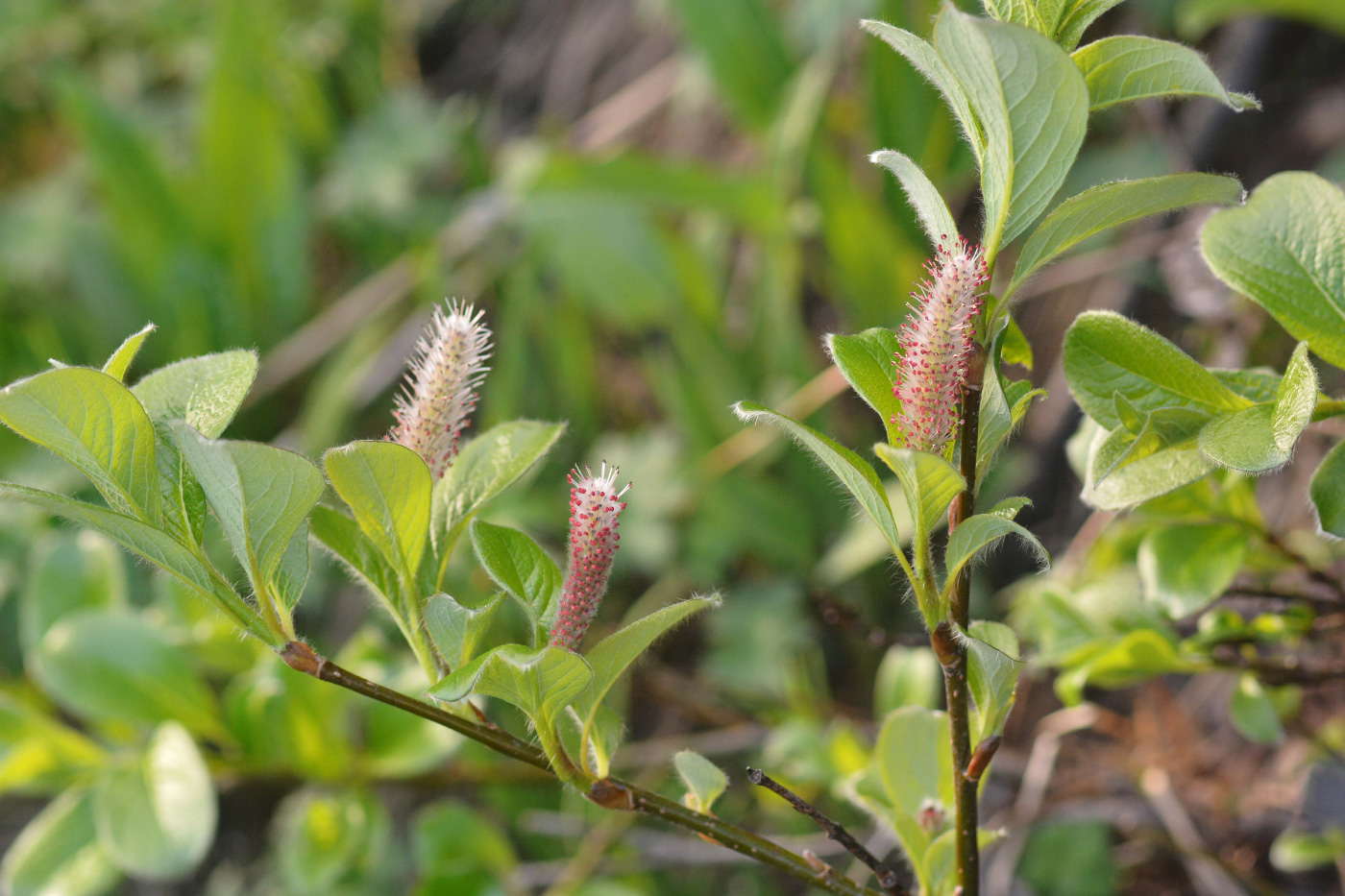 Изображение особи род Salix.