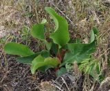 unknown species. Вегетирующее растение. Калмыкия, Черноземельский р-н, степь. 02.05.2025.