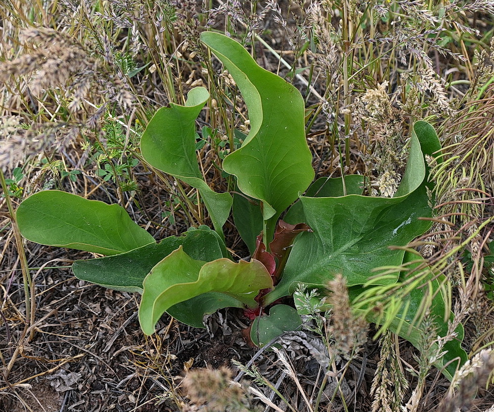 Изображение особи род Limonium.