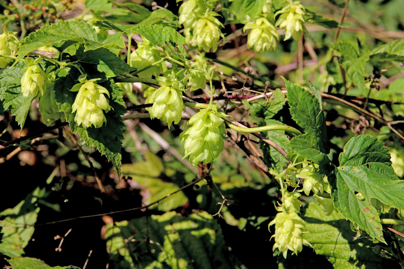 Изображение особи Humulus lupulus.