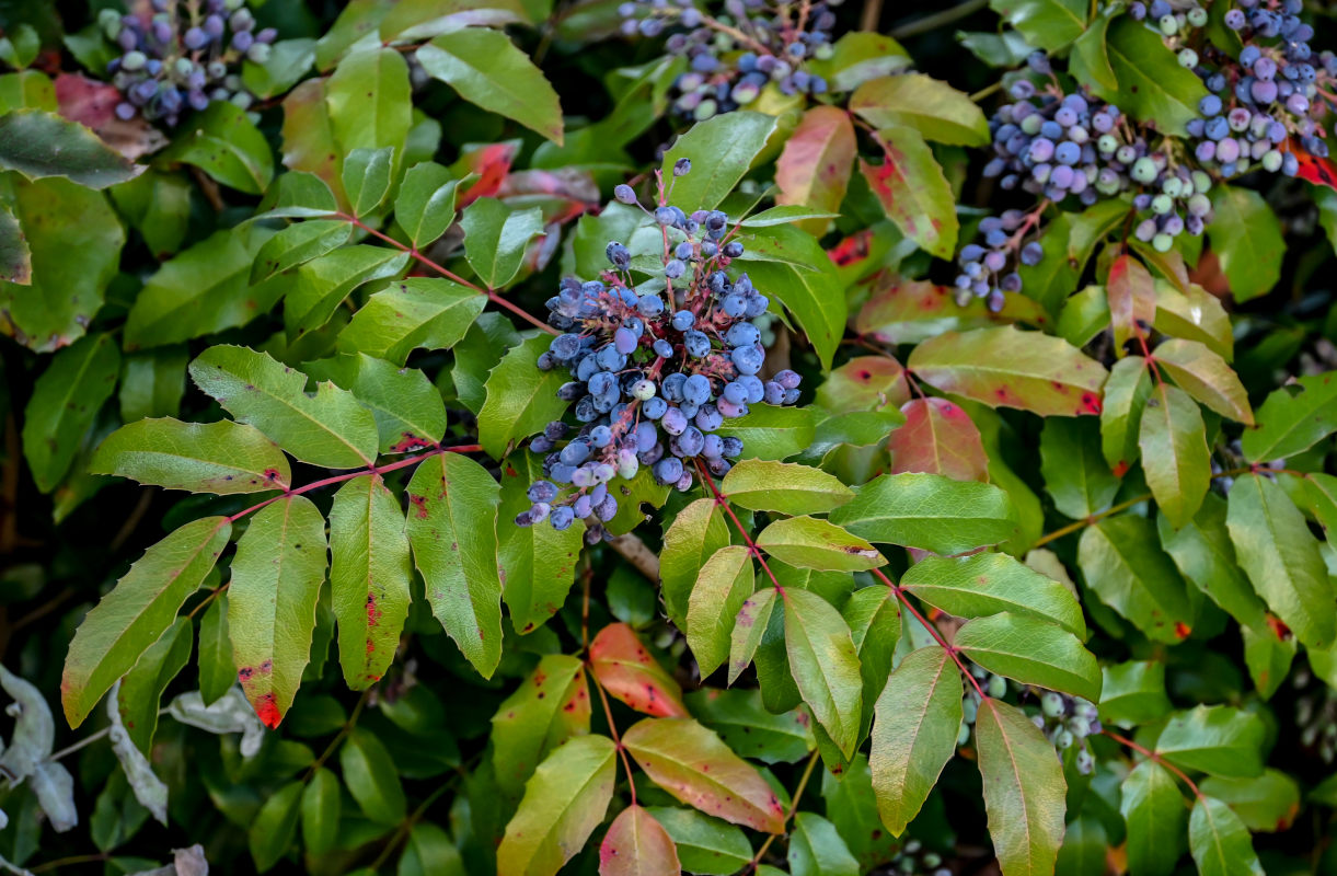 Изображение особи Mahonia aquifolium.