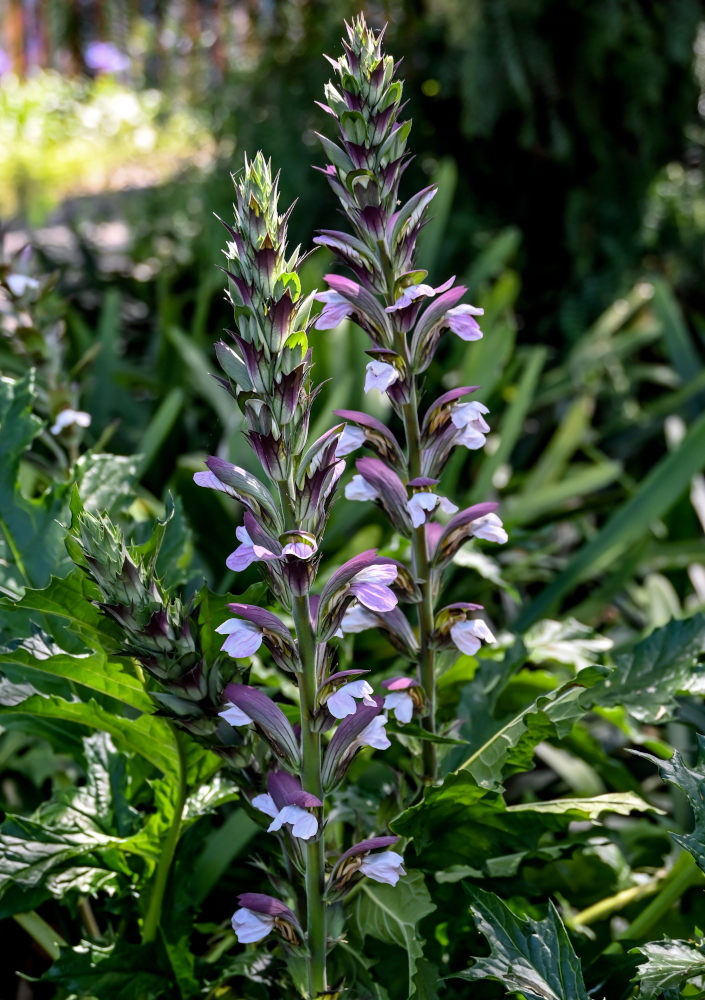 Image of Acanthus mollis specimen.