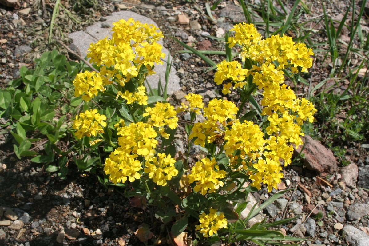 Image of Erysimum pulchellum specimen.