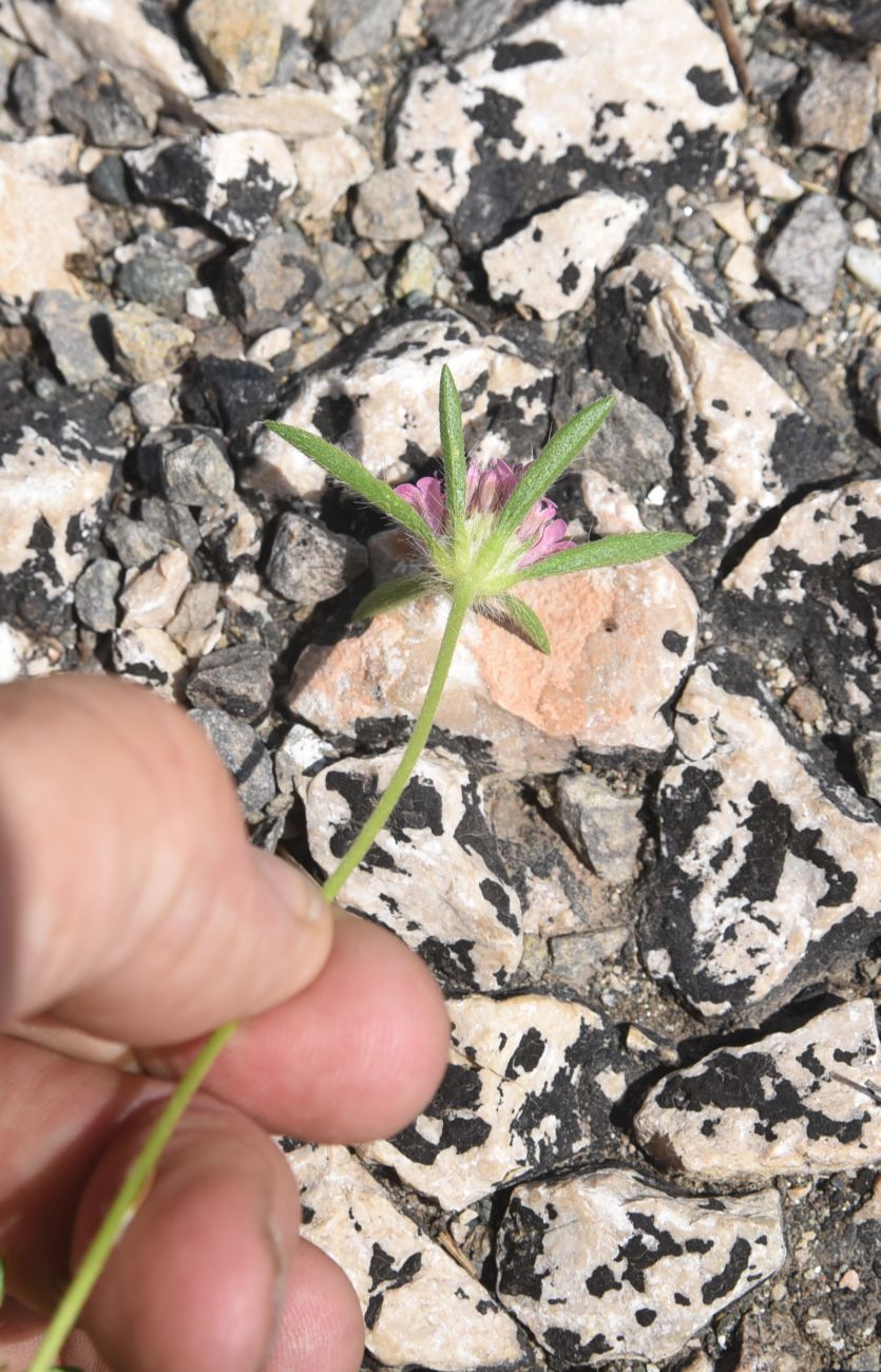 Image of Unknown species specimen.