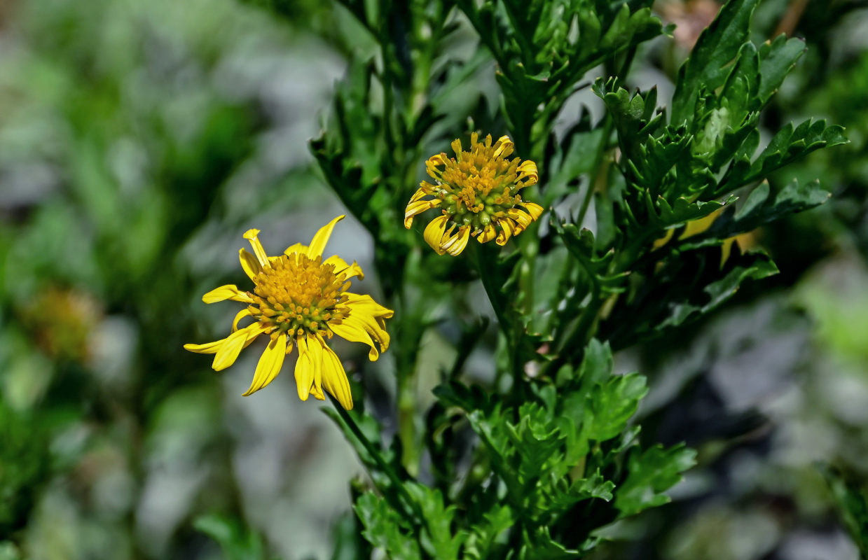 Изображение особи Euryops pectinatus.
