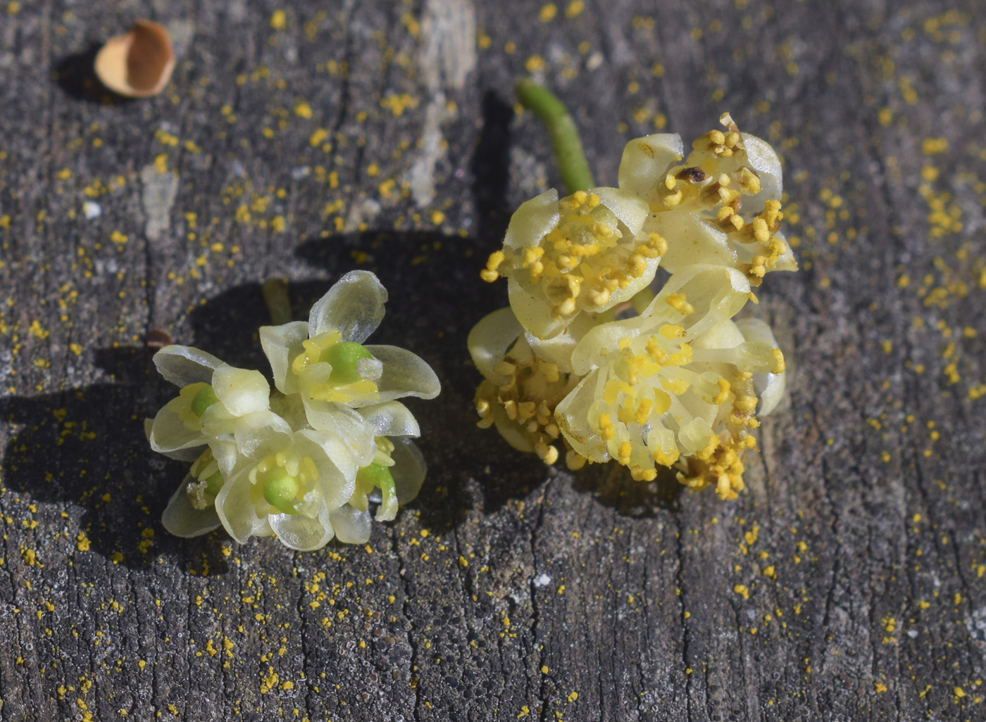 Image of Laurus nobilis specimen.