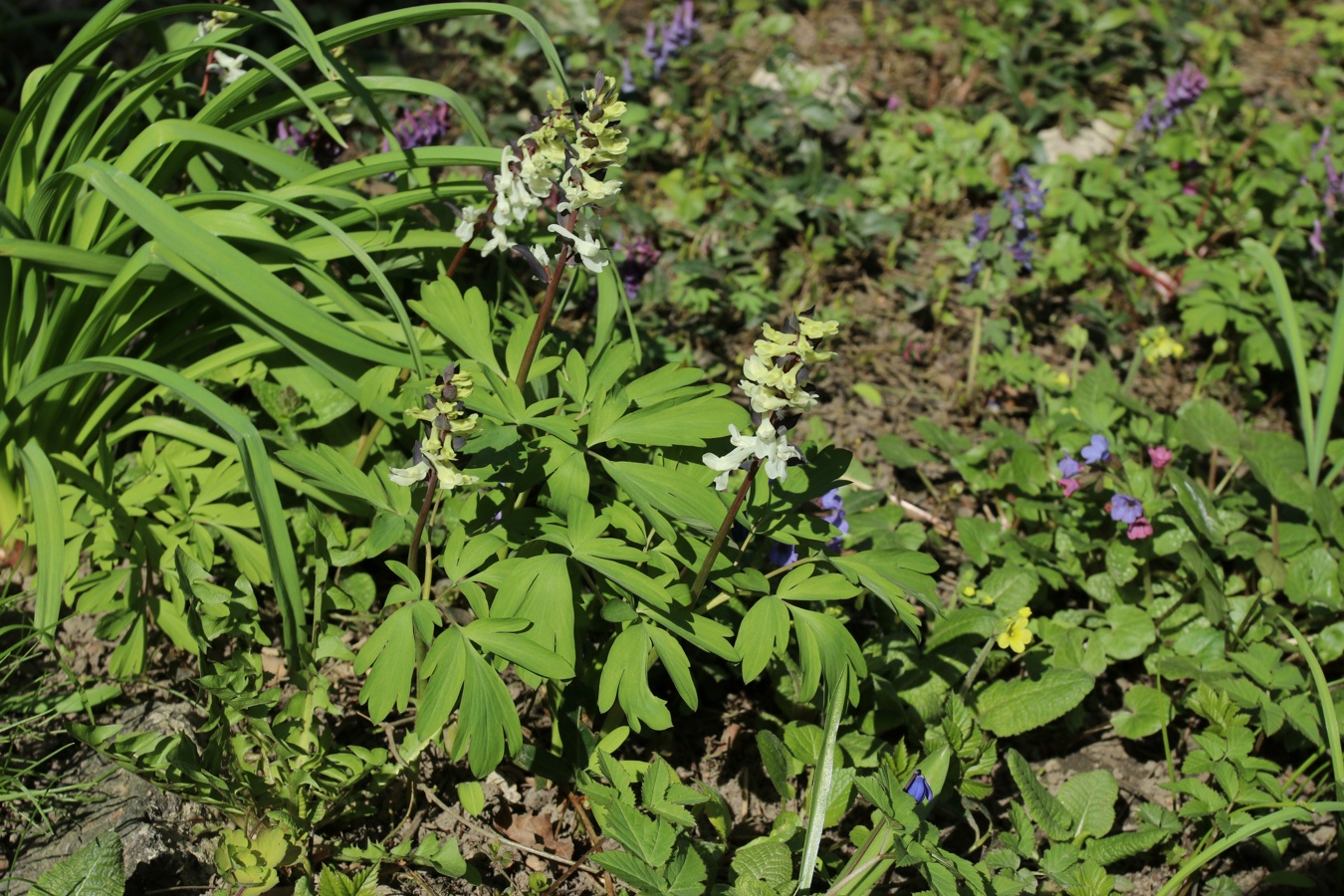 Image of Corydalis cava specimen.