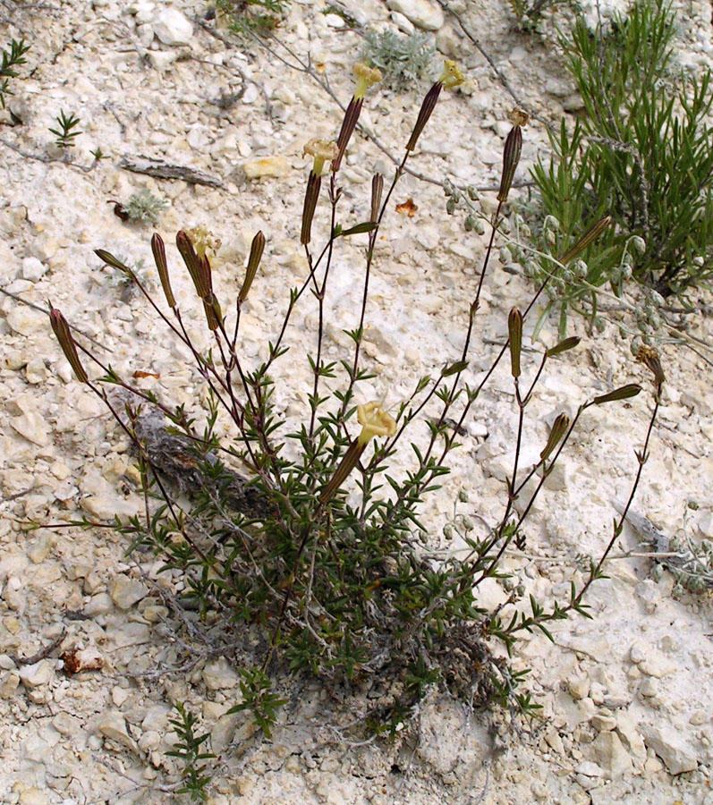Image of Silene cretacea specimen.