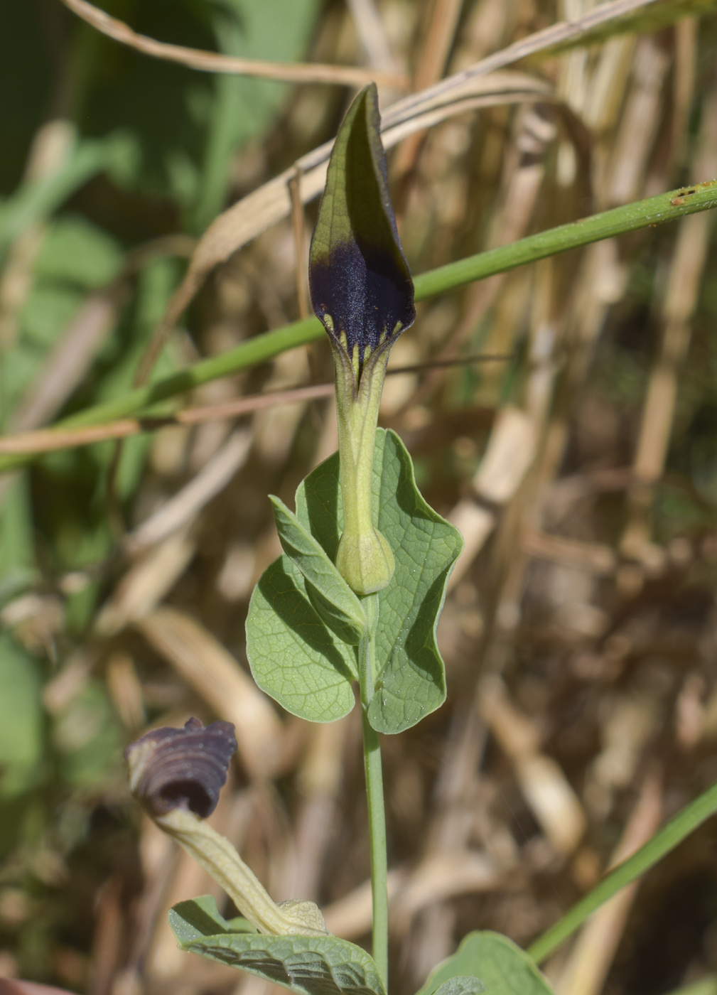Изображение особи Aristolochia rotunda.