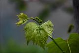 Vitis × labruscana
