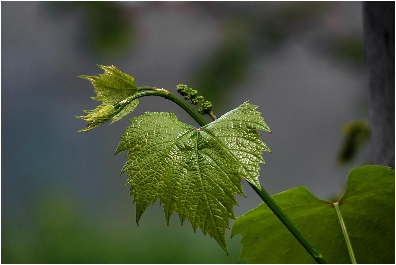 Image of Vitis × labruscana specimen.