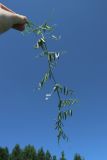Vicia tetrasperma. Верхушка сорванного цветущего растения. С.-Петербург, Петергоф, Луговой парк, сеянный луг на недавно перепаханной земле. 07.06.2026.