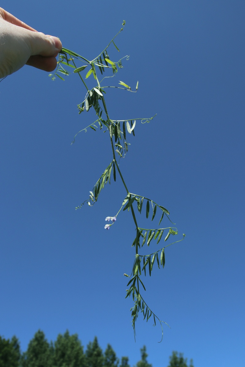 Изображение особи Vicia tetrasperma.