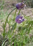 Pulsatilla multifida