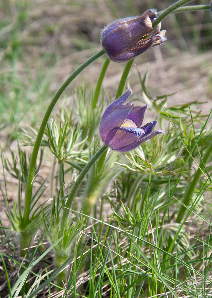 Изображение особи Pulsatilla multifida.