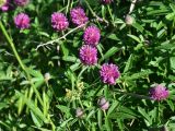 род Trifolium