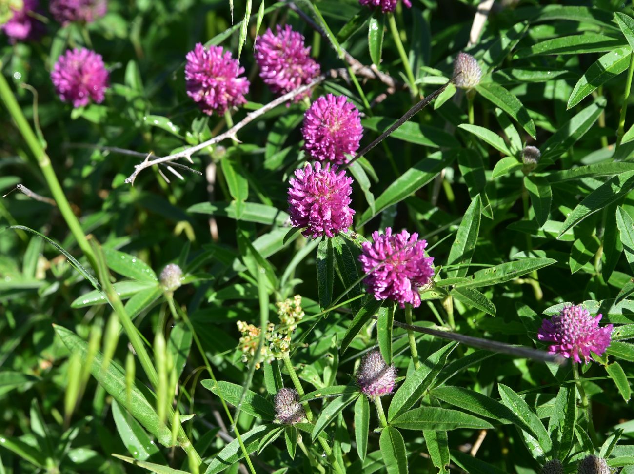 Изображение особи род Trifolium.