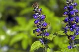 Ajuga reptans. Соцветие. Московская обл., Раменский р-н, окр. дер. Хрипань, садовый участок. 16.05.2026.