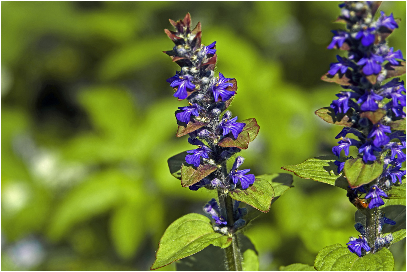 Изображение особи Ajuga reptans.